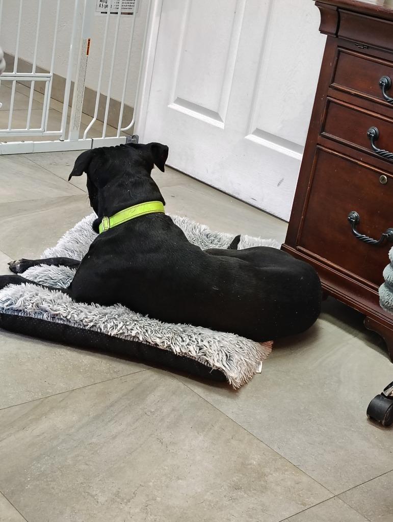 Wisky, a Adoptable mixed breed in Labelle, FL image 4/4