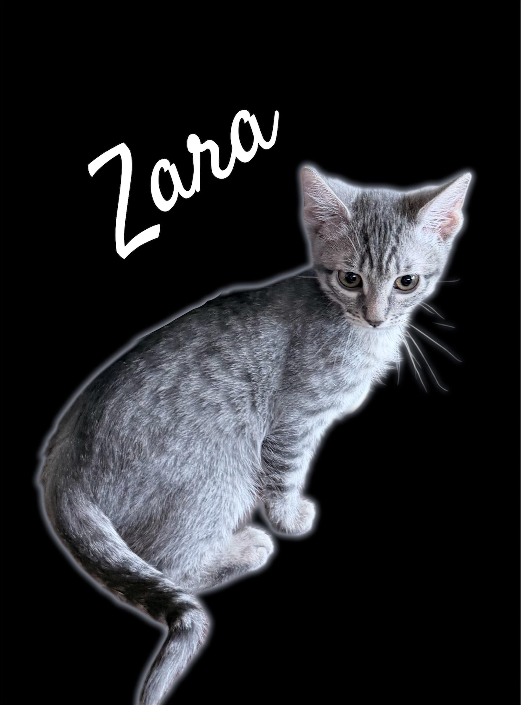 Zara, adopted, Kitten Female Domestic Short Hair.