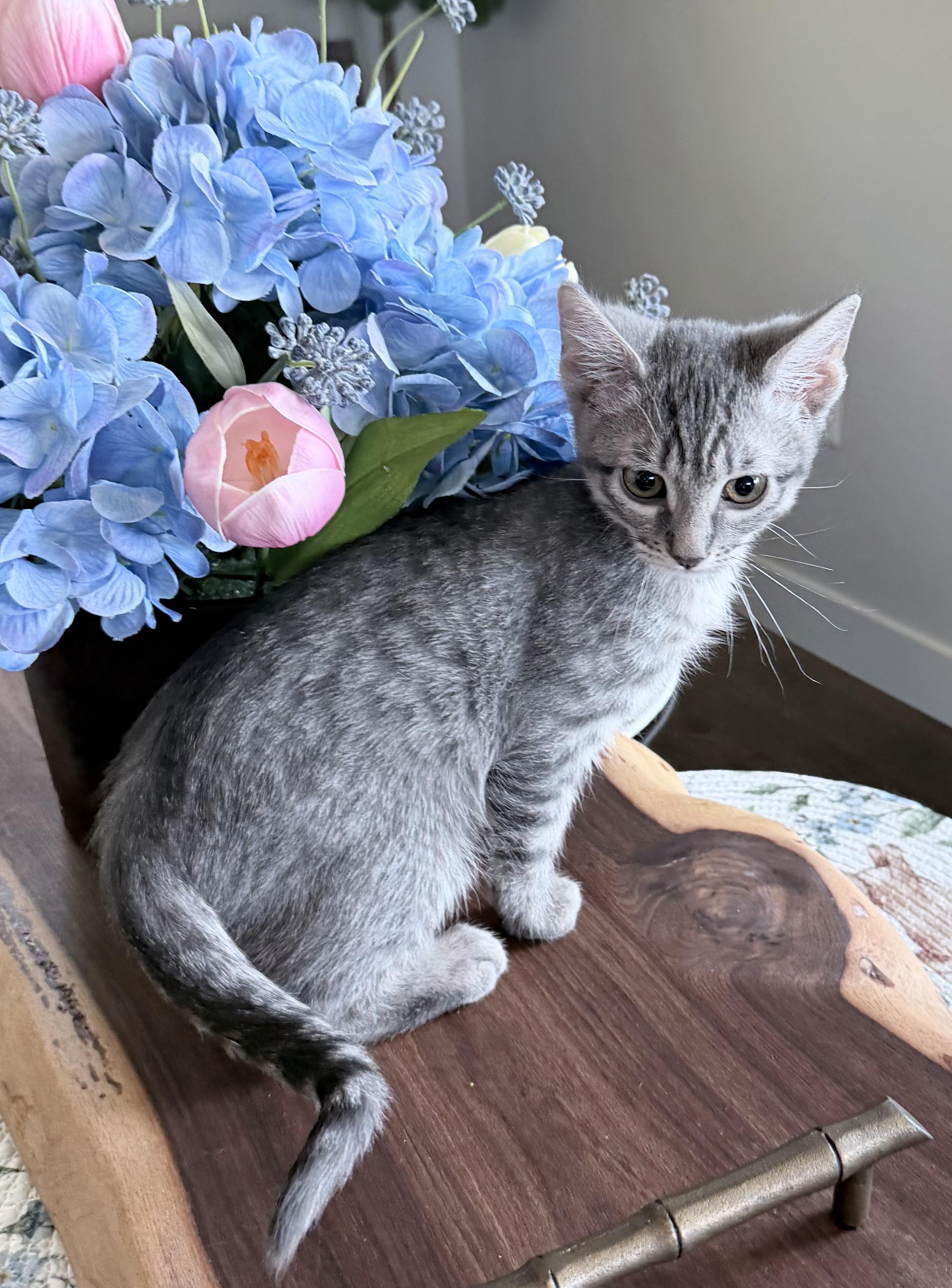 Enlarge Zara, an adopted Domestic Short Hair in Auburn, CA image 2/2