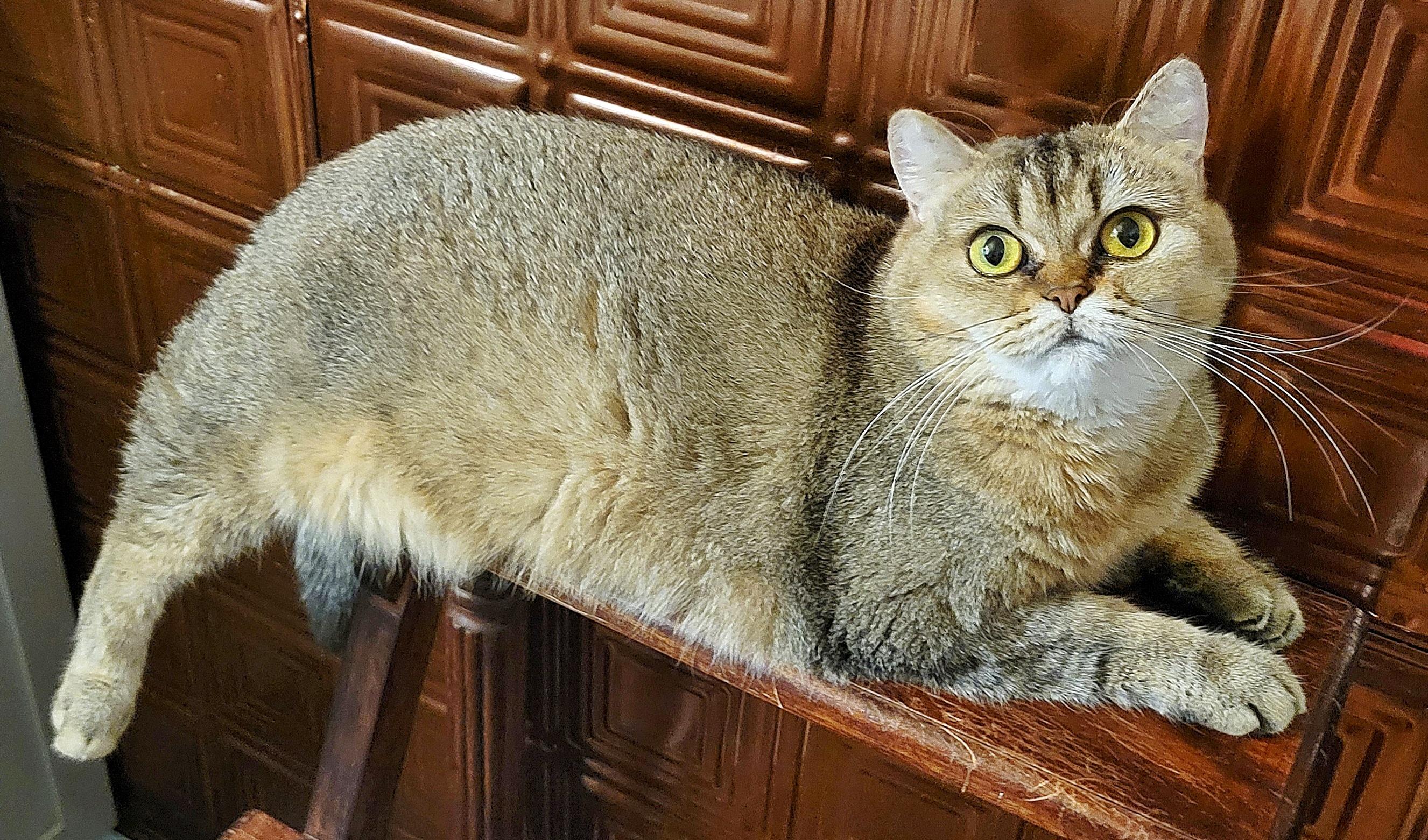 Selma
