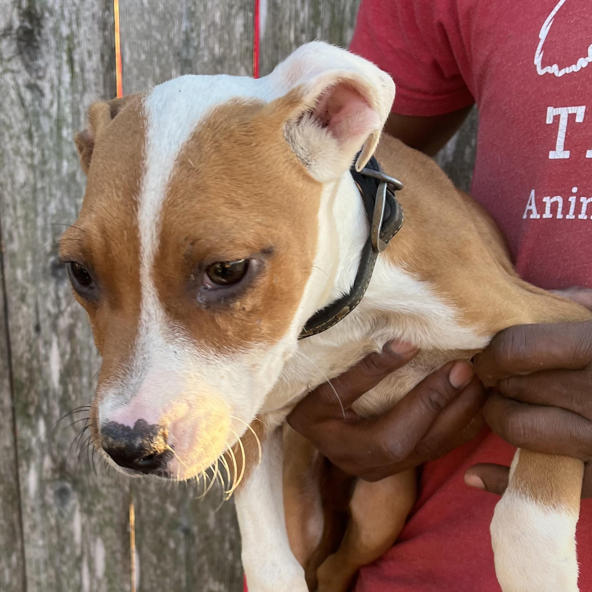 Liam - Local February 13-15, an adopted mixed breed in Gresham, OR image 3/6