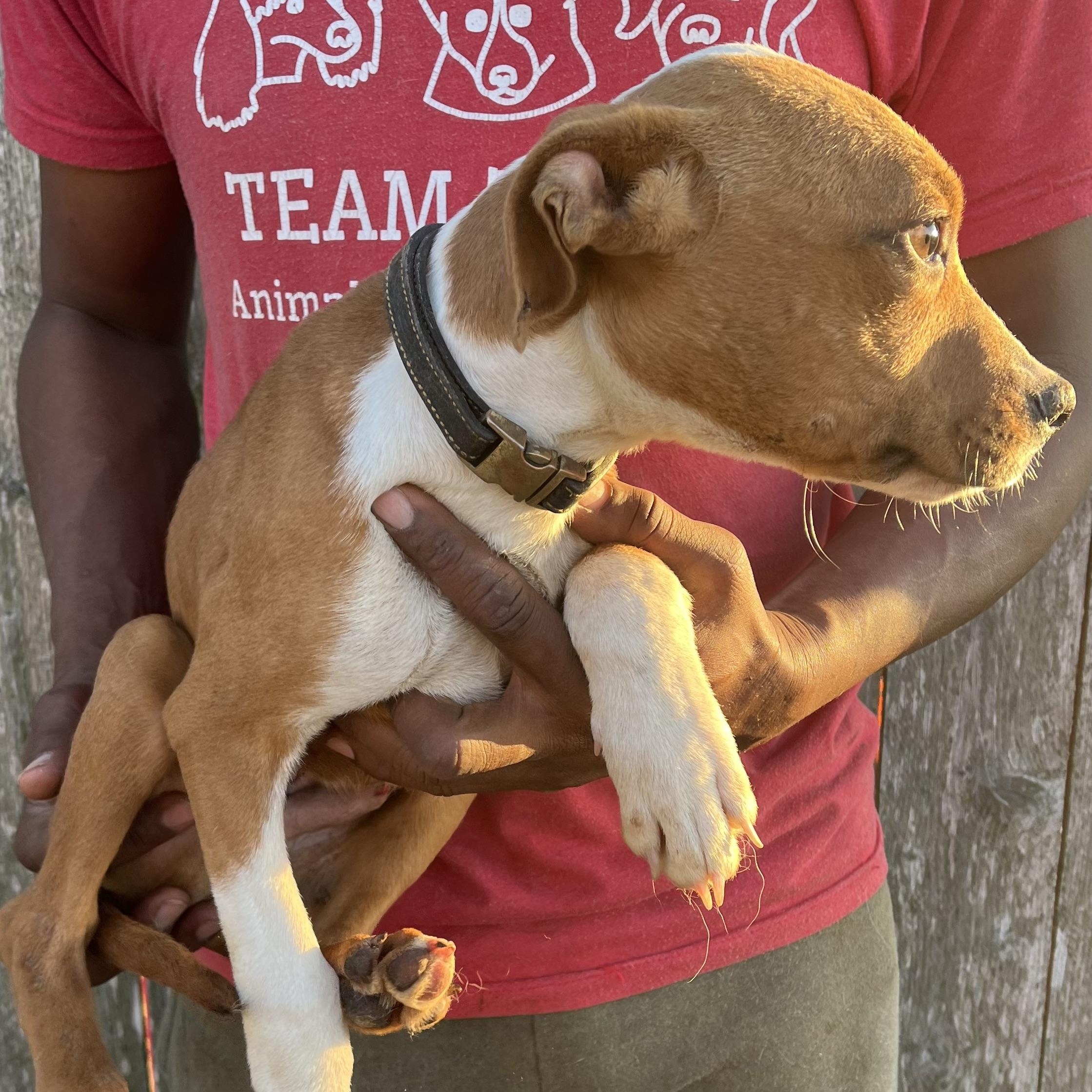 Liam - Local February 13-15, an adopted mixed breed in Gresham, OR image 5/6