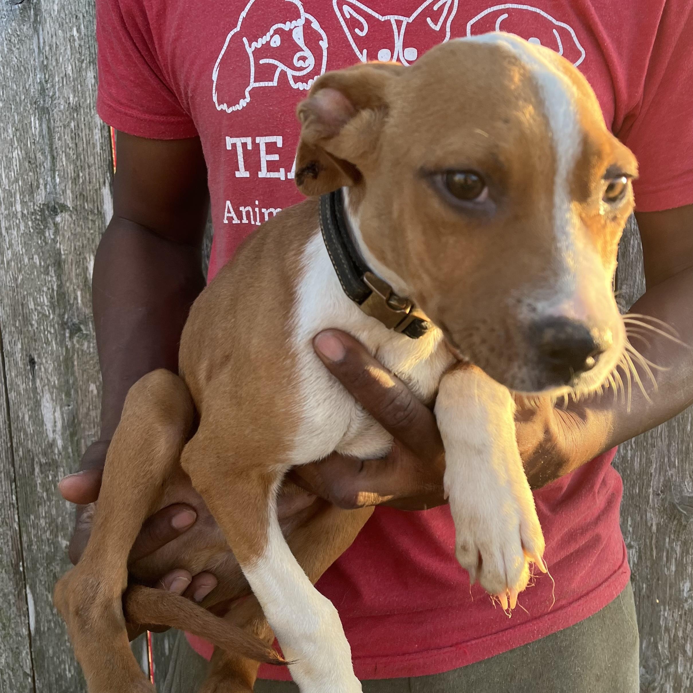 Liam - Local February 13-15, an adopted mixed breed in Gresham, OR image 1/6
