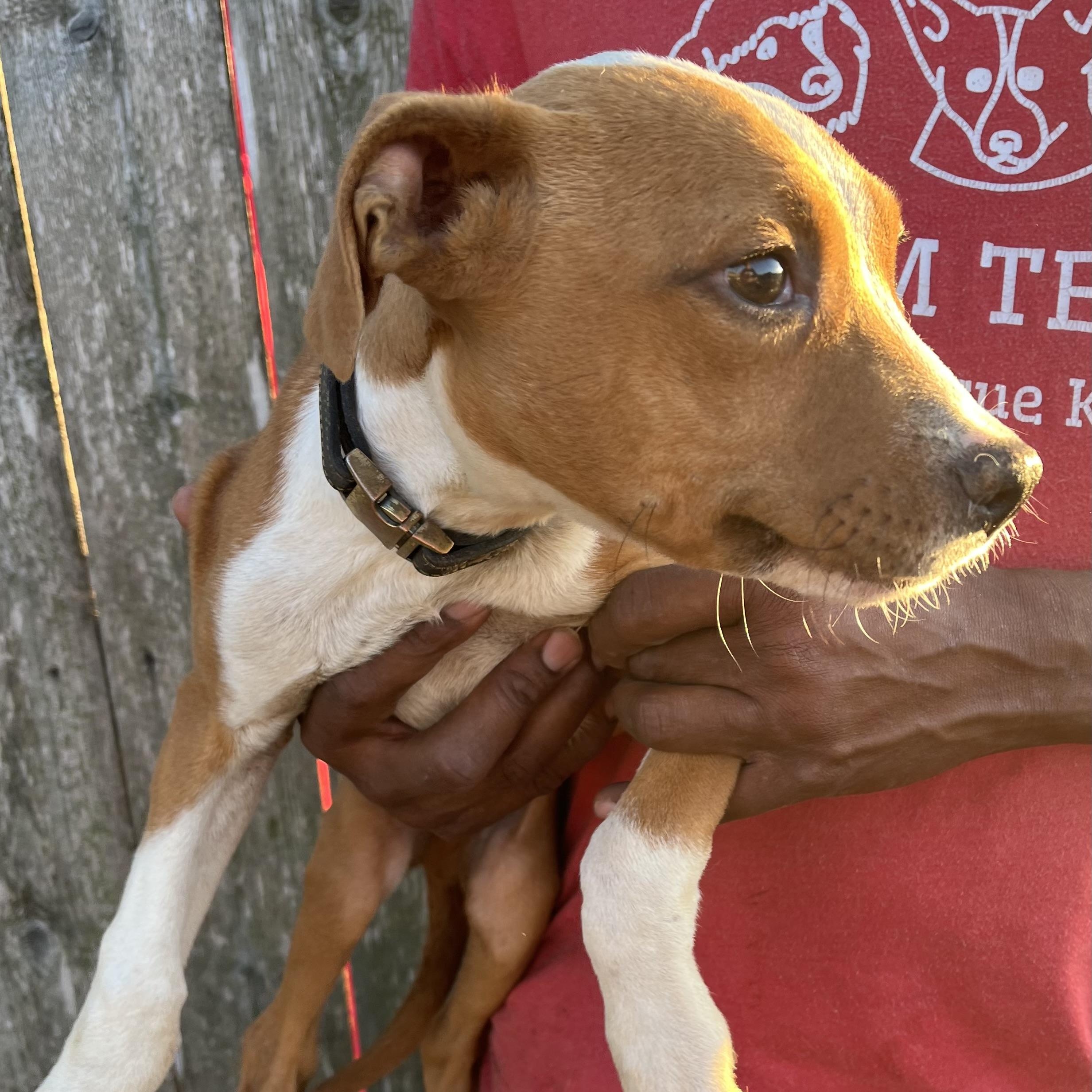 Liam - Local February 13-15, an adopted mixed breed in Gresham, OR image 2/6