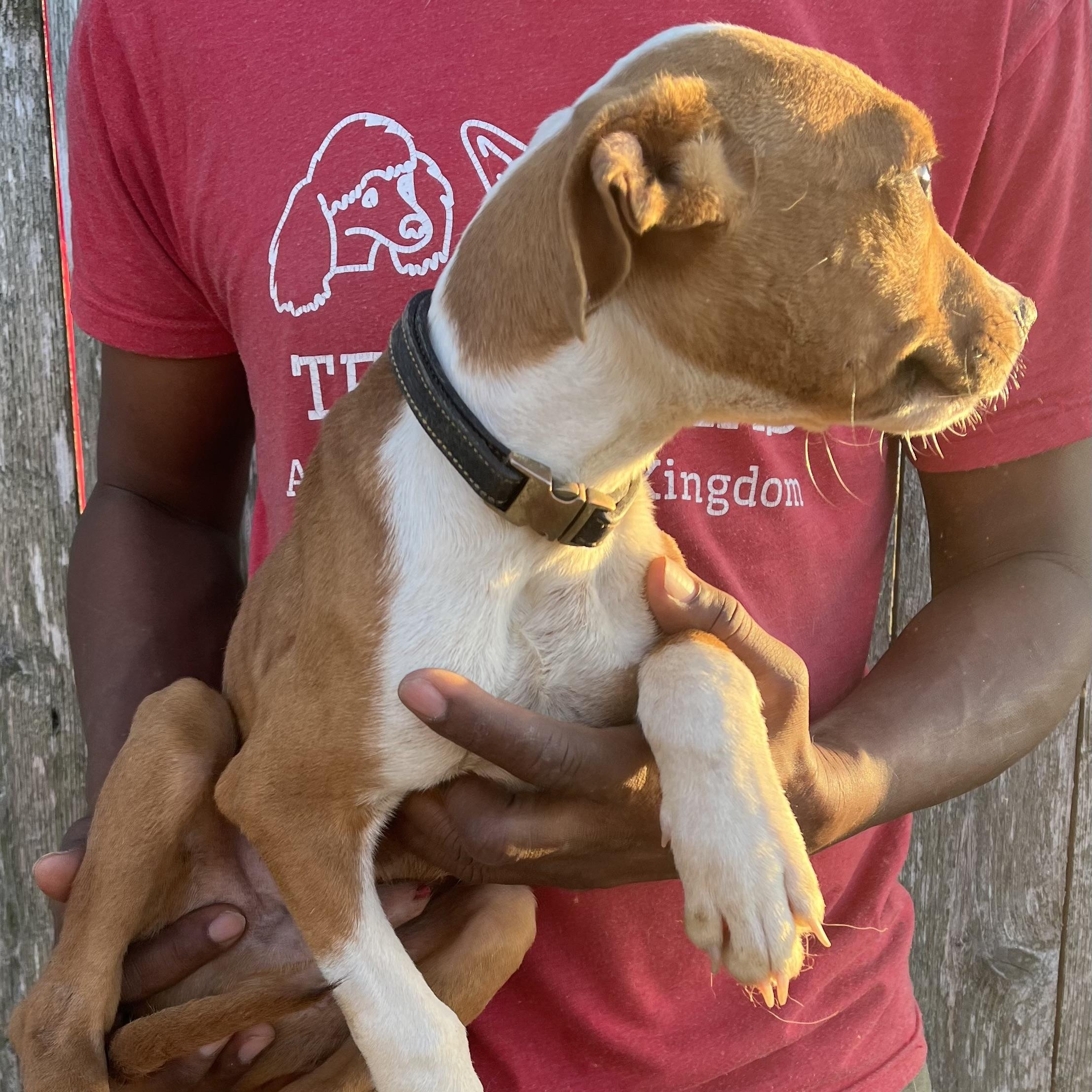 Liam - Local February 13-15, an adopted mixed breed in Gresham, OR image 4/6