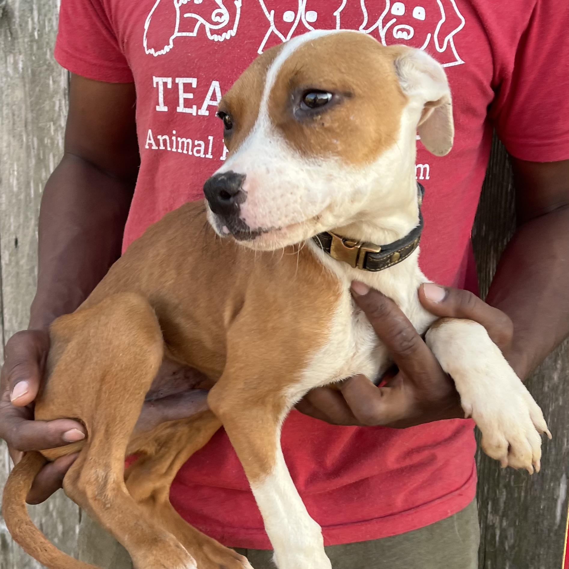 Liam - Local February 13-15, an adopted mixed breed in Gresham, OR image 6/6