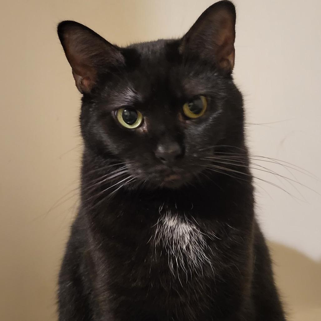 Onyx, Adoptable, Adult Female Domestic Short Hair.