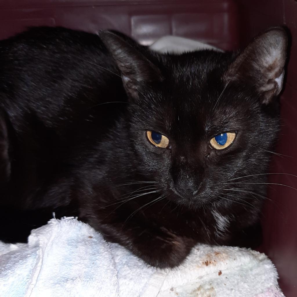 Onyx, a Adoptable Domestic Short Hair in Inver Grove Heights, MN image 2/2