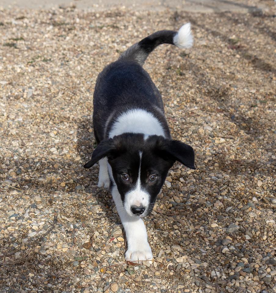 Enlarge Fuji, an adopted mixed breed in Pierre, SD image 3/6