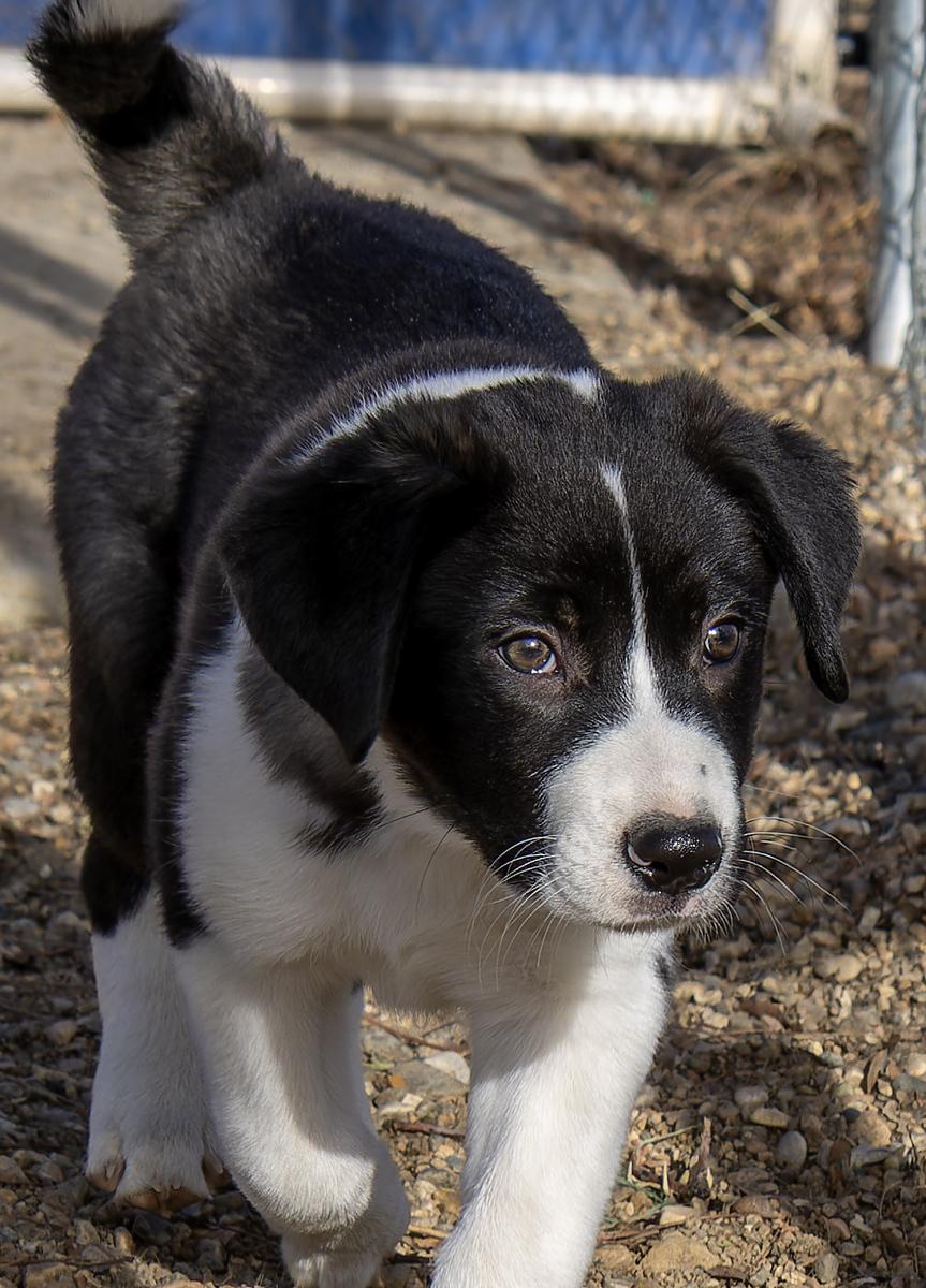 Enlarge Fuji, an adopted mixed breed in Pierre, SD image 4/6