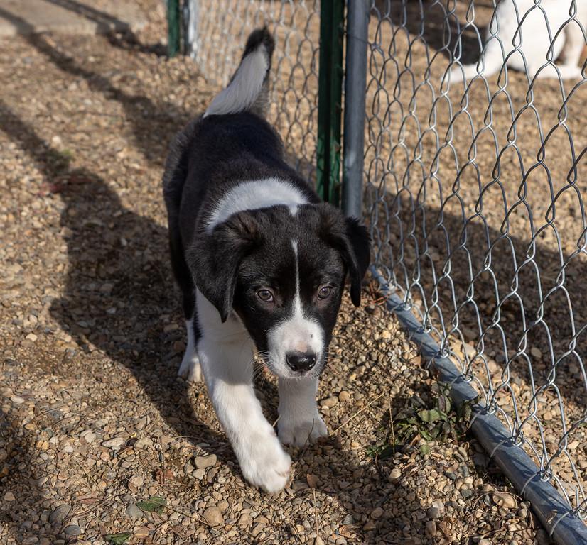 Enlarge Fuji, an adopted mixed breed in Pierre, SD image 5/6