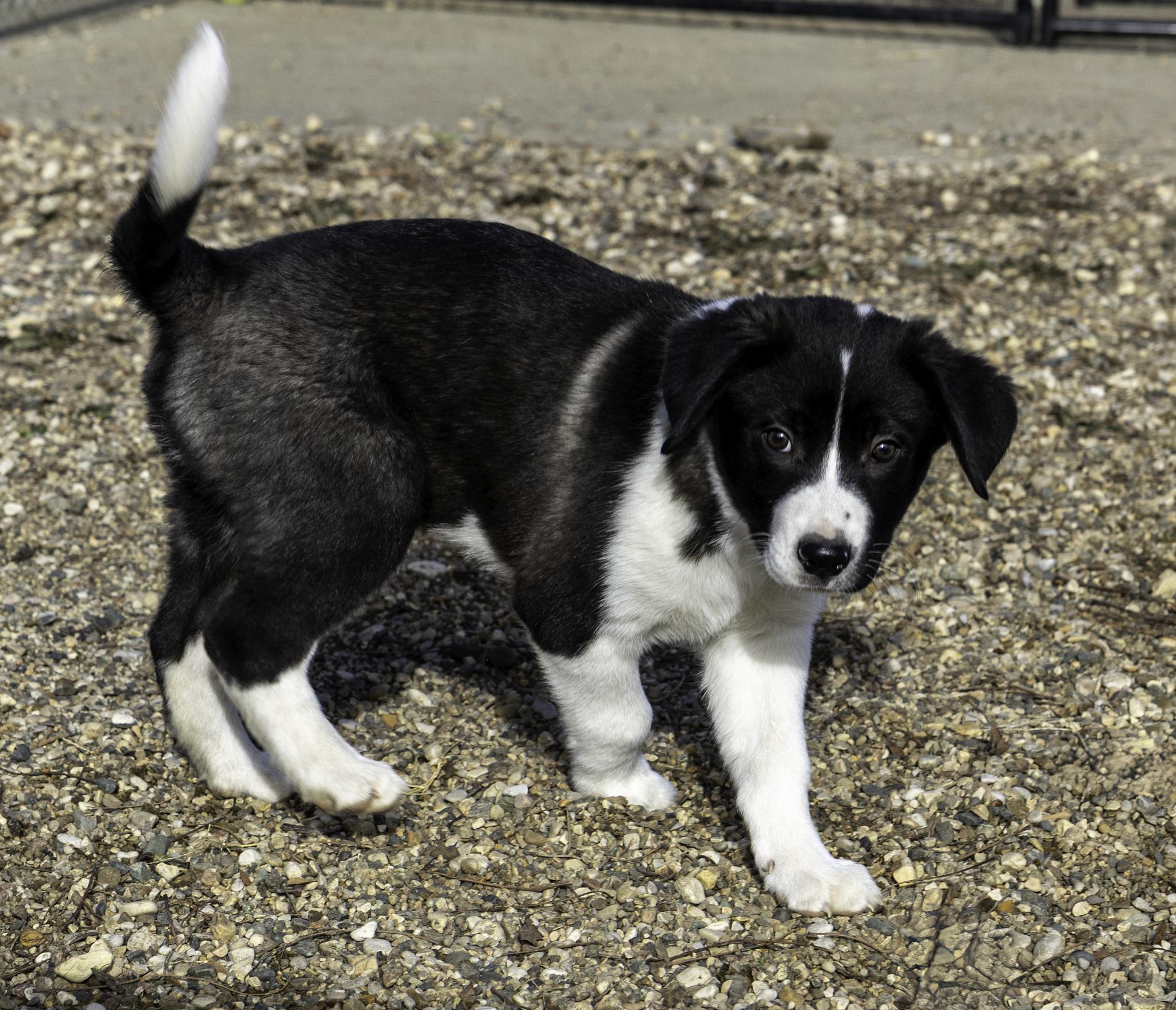 Enlarge Fuji, an adopted mixed breed in Pierre, SD image 1/6