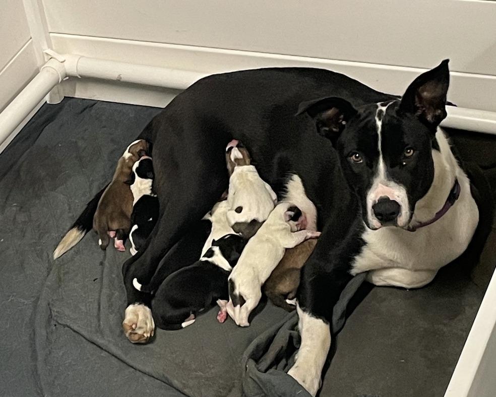 Enlarge Fuji, an adopted mixed breed in Pierre, SD image 6/6