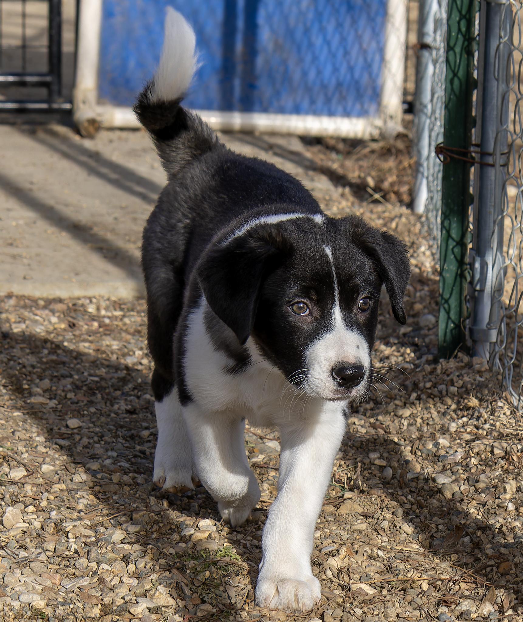 Enlarge Fuji, an adopted mixed breed in Pierre, SD image 2/6