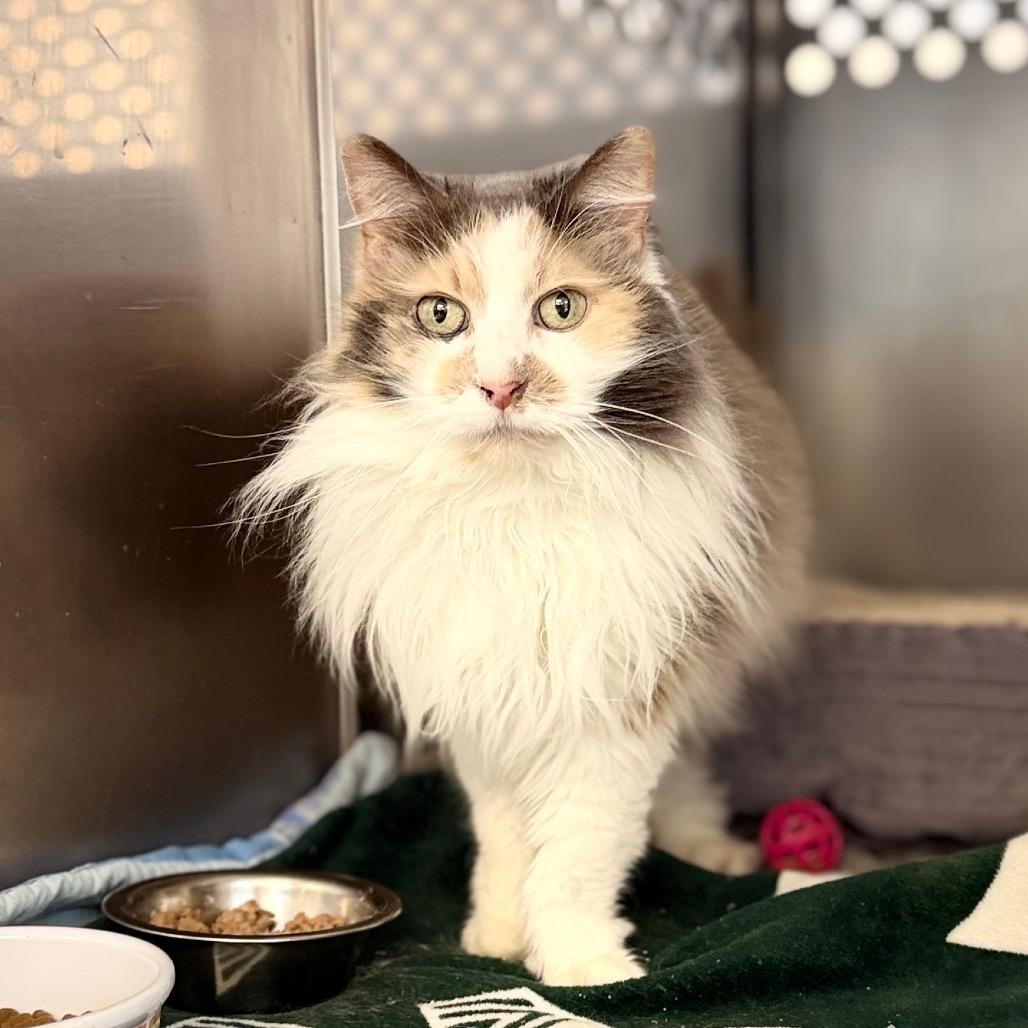Enlarge Bambi, a Adoptable Domestic Long Hair in Portage, MI image 1/2