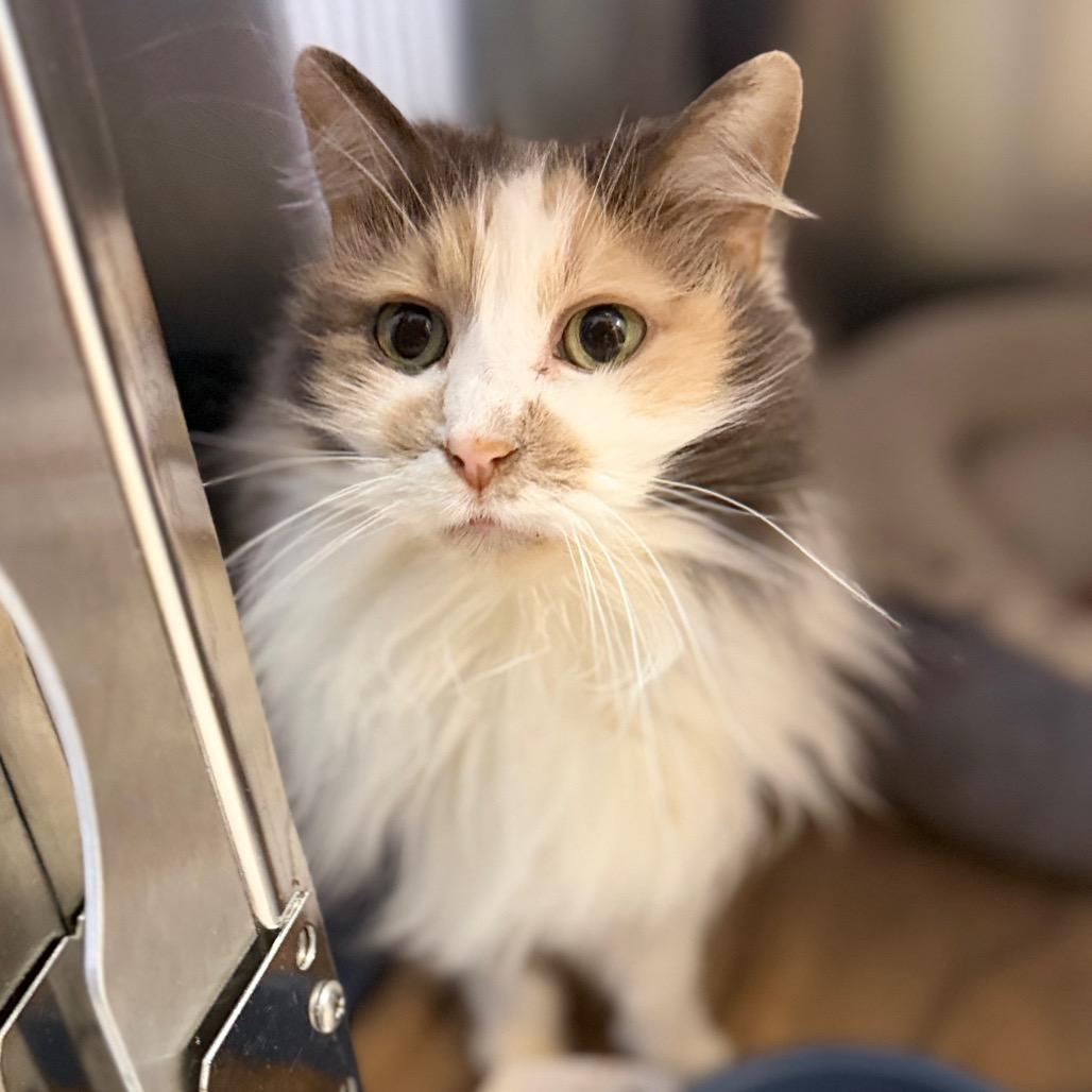 Enlarge Bambi, a Adoptable Domestic Long Hair in Portage, MI image 2/2