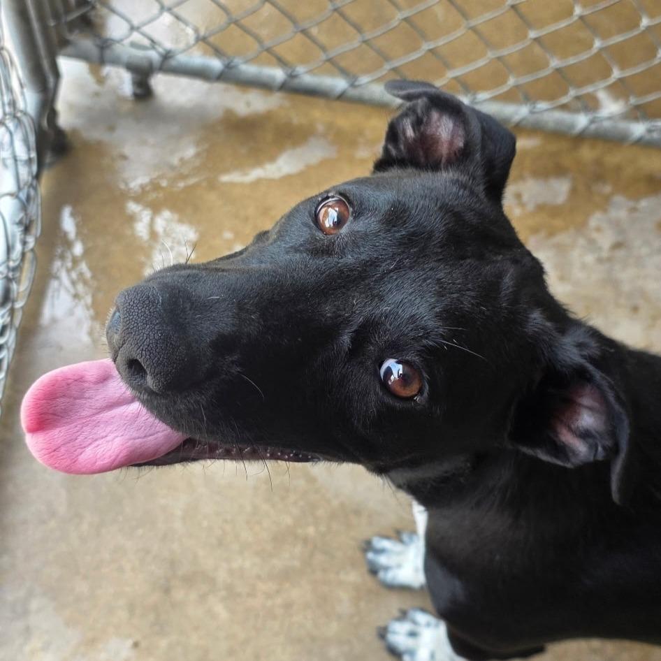 Millie, Adoptable, Young Female Black Labrador Retriever & Mixed Breed.