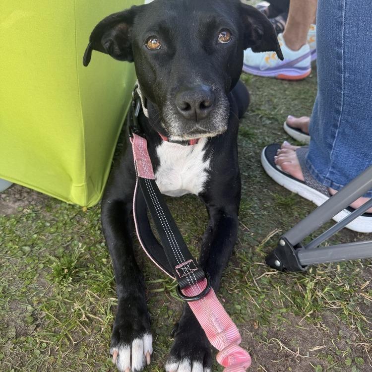 Enlarge Annabelle Grace, a Adoptable mixed breed in Seminole, FL image 2/6