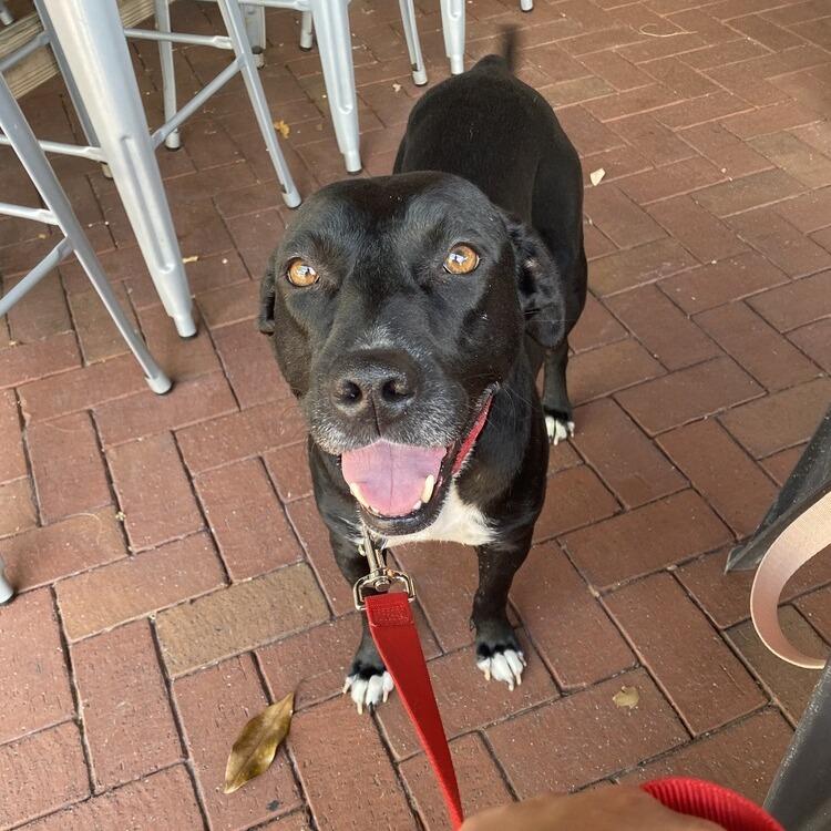 Enlarge Annabelle Grace, a Adoptable mixed breed in Seminole, FL image 3/6