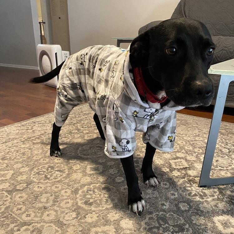 Enlarge Annabelle Grace, a Adoptable mixed breed in Seminole, FL image 4/6