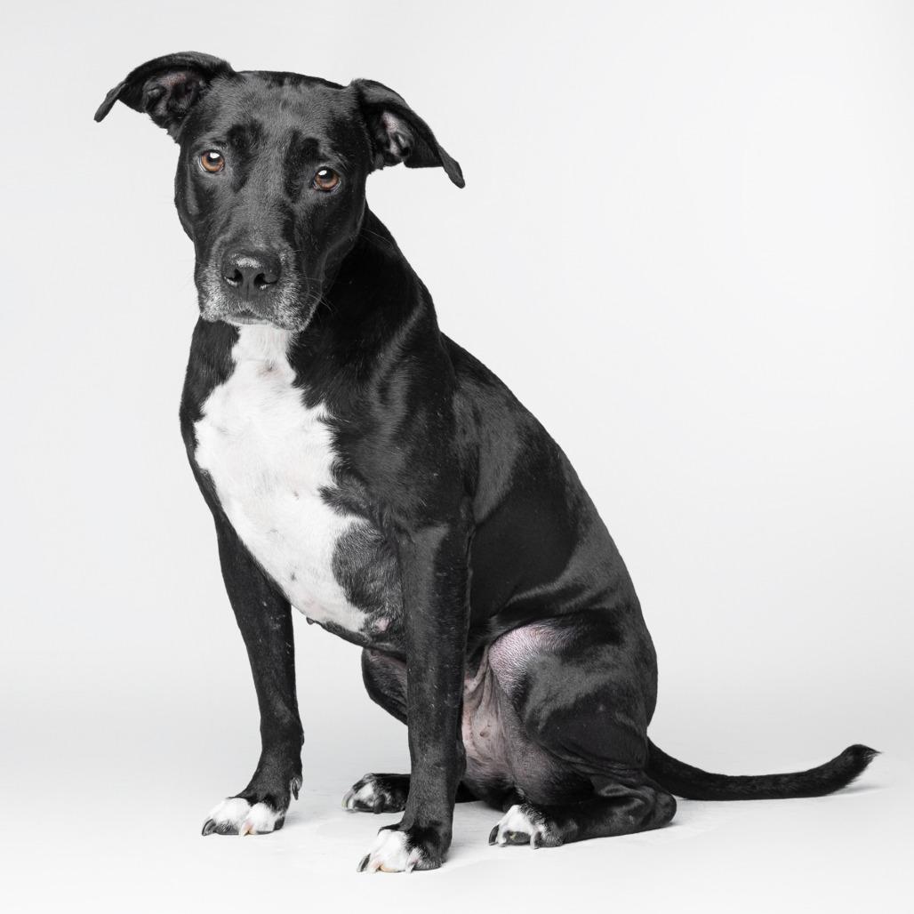 Enlarge Annabelle Grace, a Adoptable mixed breed in Seminole, FL image 5/6