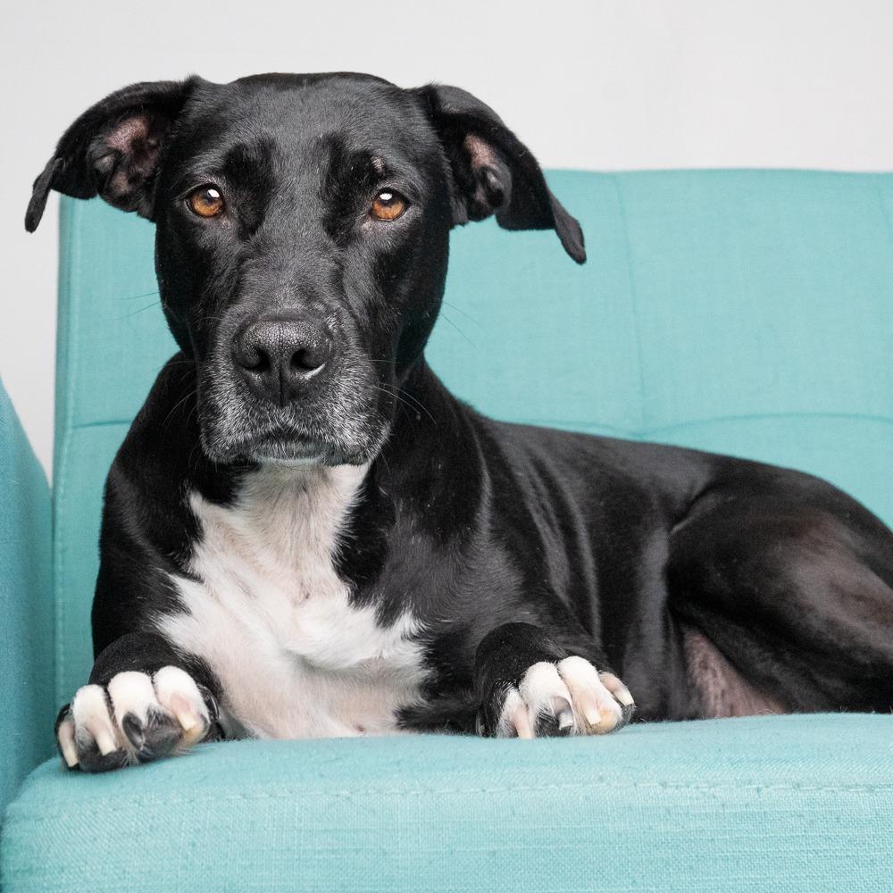 Annabelle Grace, a Adoptable mixed breed in Seminole, FL image 5/6