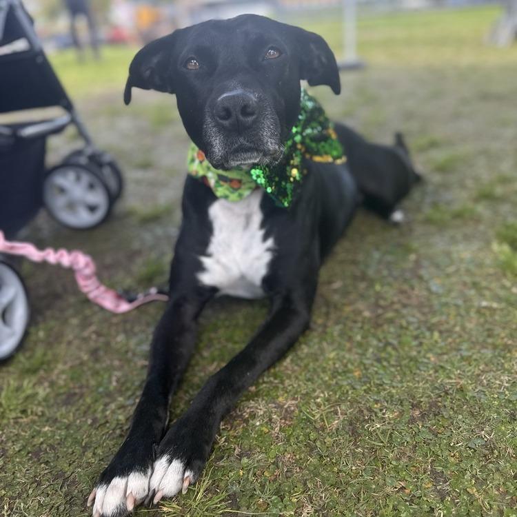 Enlarge Annabelle Grace, a Adoptable mixed breed in Seminole, FL image 6/6