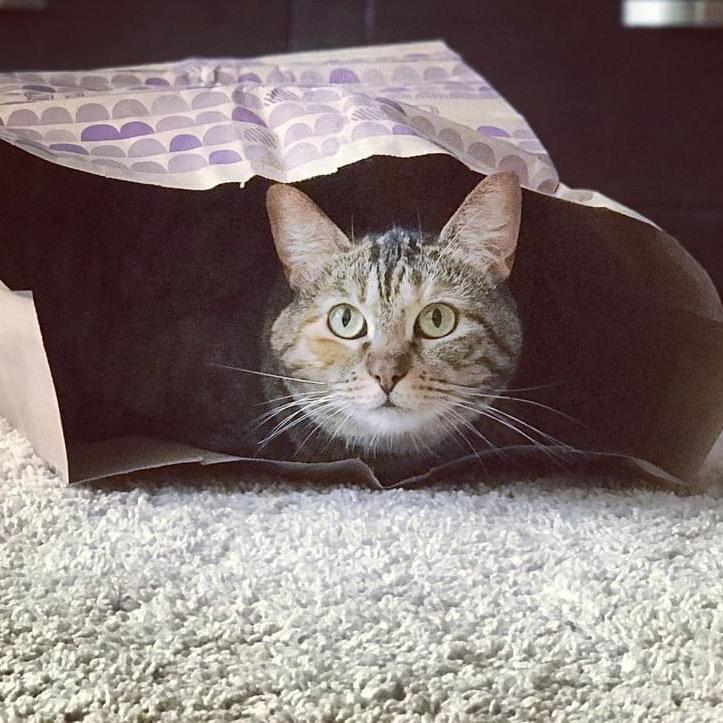 Enlarge Luna, a Adoptable Domestic Short Hair in Foley, AL image 1/6