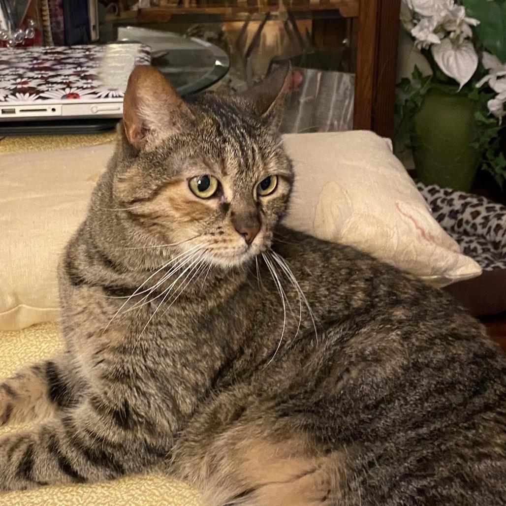 Enlarge Luna, a Adoptable Domestic Short Hair in Foley, AL image 2/6