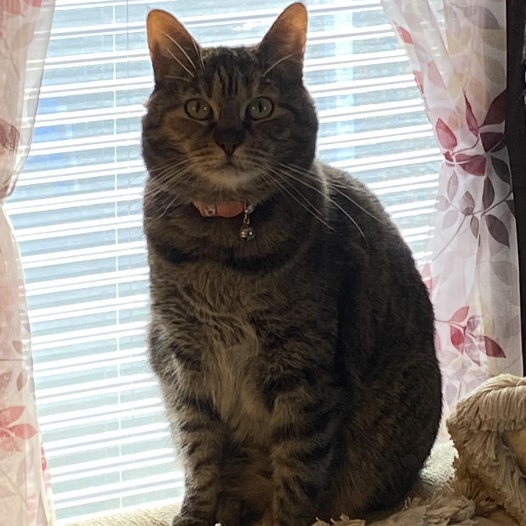 Enlarge Luna, a Adoptable Domestic Short Hair in Foley, AL image 3/6