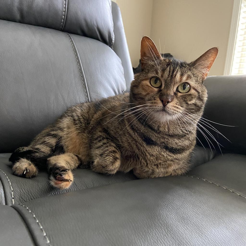 Enlarge Luna, a Adoptable Domestic Short Hair in Foley, AL image 4/6