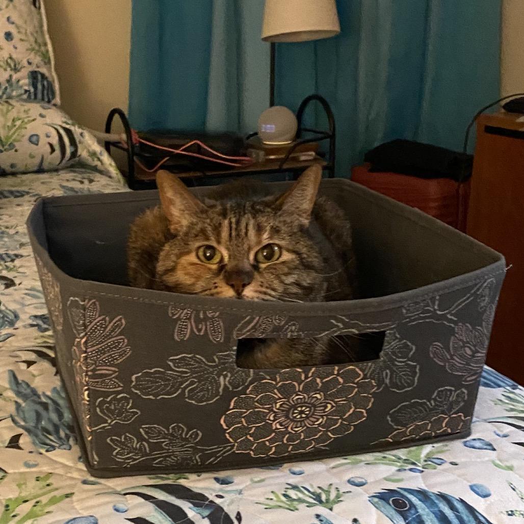 Enlarge Luna, a Adoptable Domestic Short Hair in Foley, AL image 6/6