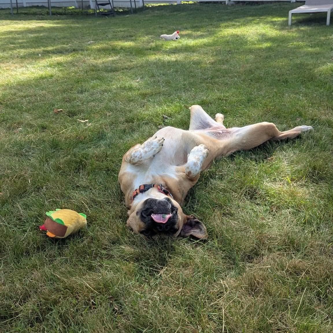 Enlarge Prancer, an adoptable mixed breed in Stamford, CT image 1/6