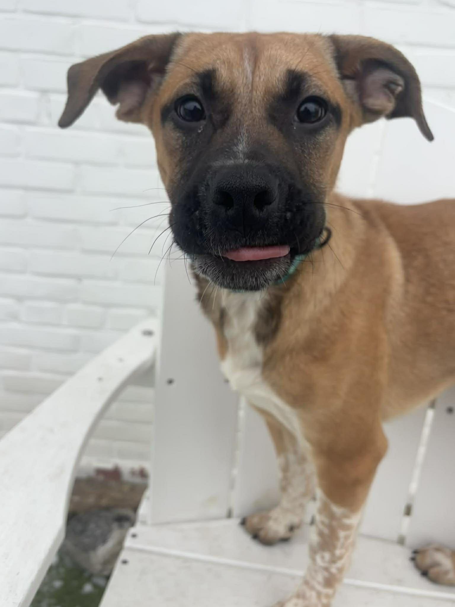 Enlarge Prancer, a ADOPTABLE mixed breed in Stamford, CT image 1/4