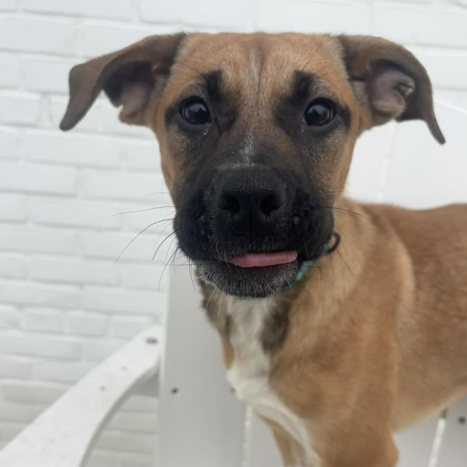 Enlarge Prancer, an adoptable mixed breed in Stamford, CT image 4/6