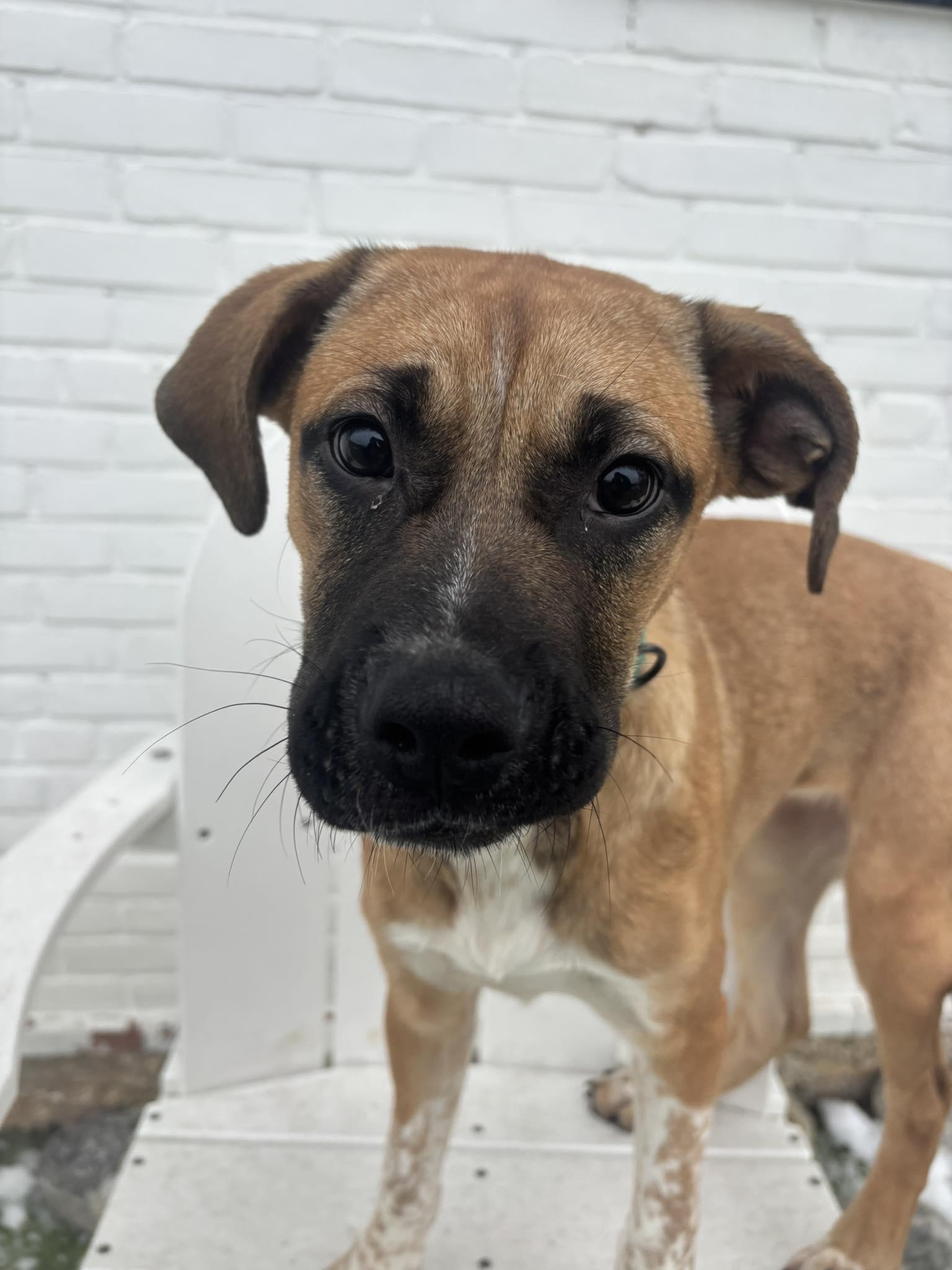 Enlarge Prancer, a ADOPTABLE mixed breed in Stamford, CT image 2/4