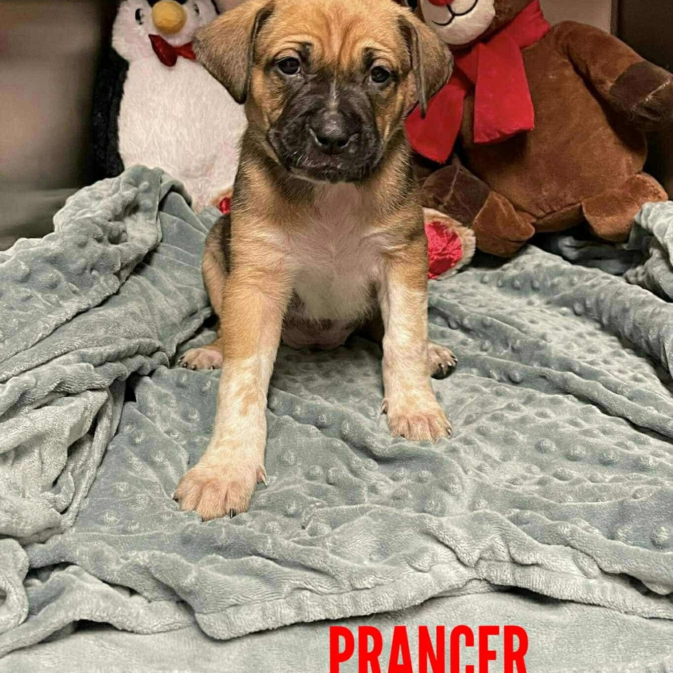 Enlarge Prancer, an adoptable mixed breed in Stamford, CT image 5/6
