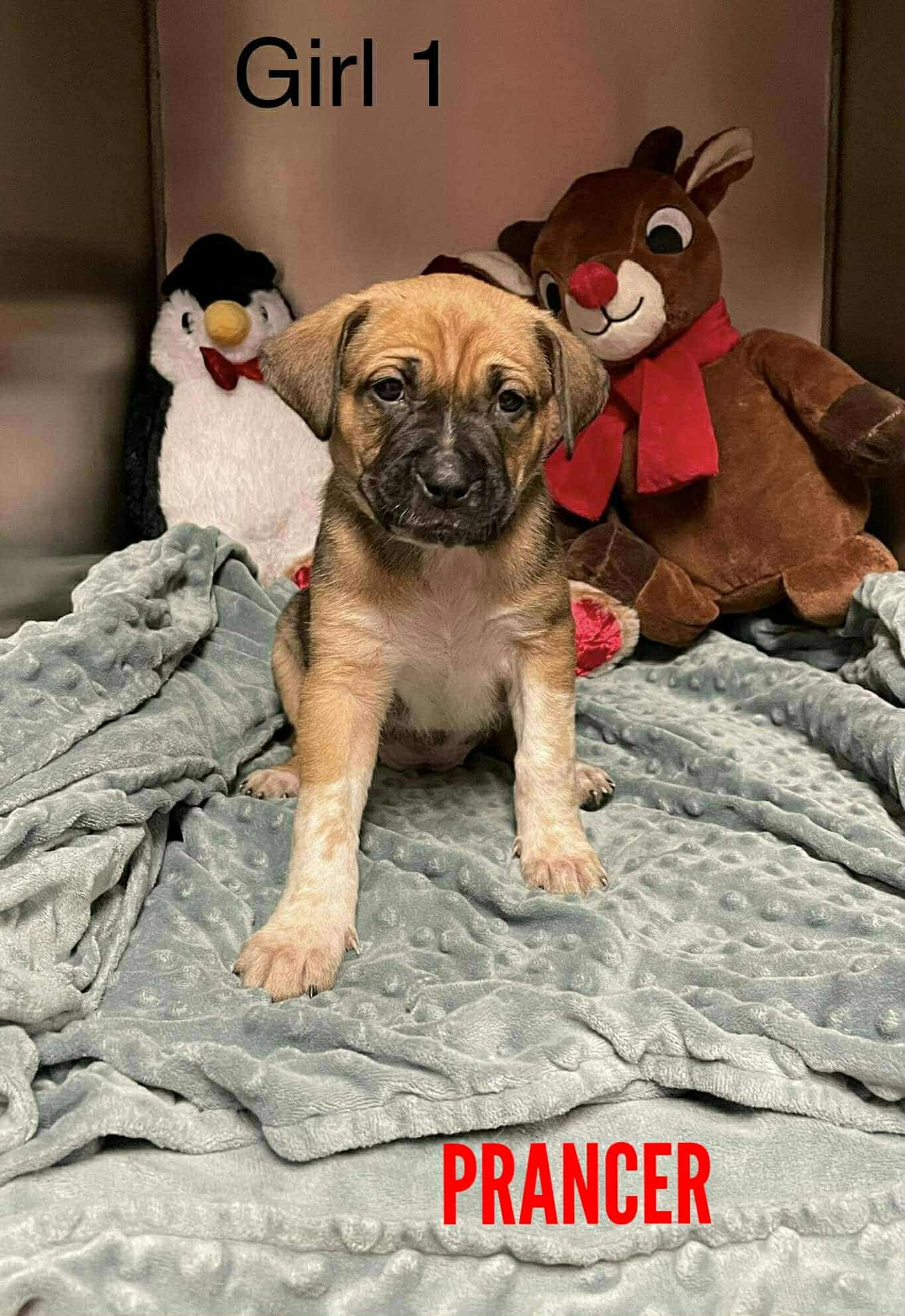 Enlarge Prancer, a ADOPTABLE mixed breed in Stamford, CT image 3/4