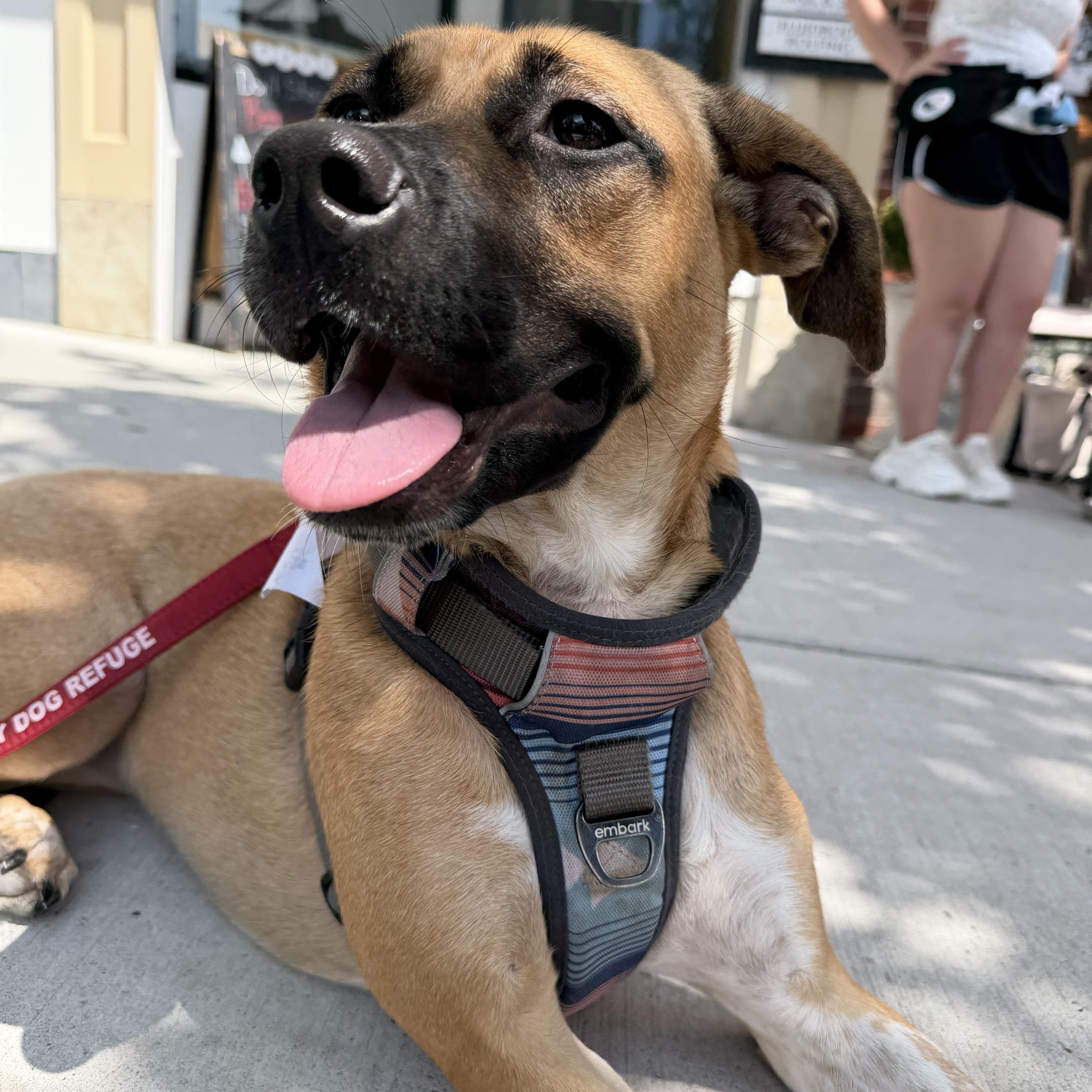 Enlarge Prancer, an adoptable mixed breed in Stamford, CT image 1/6