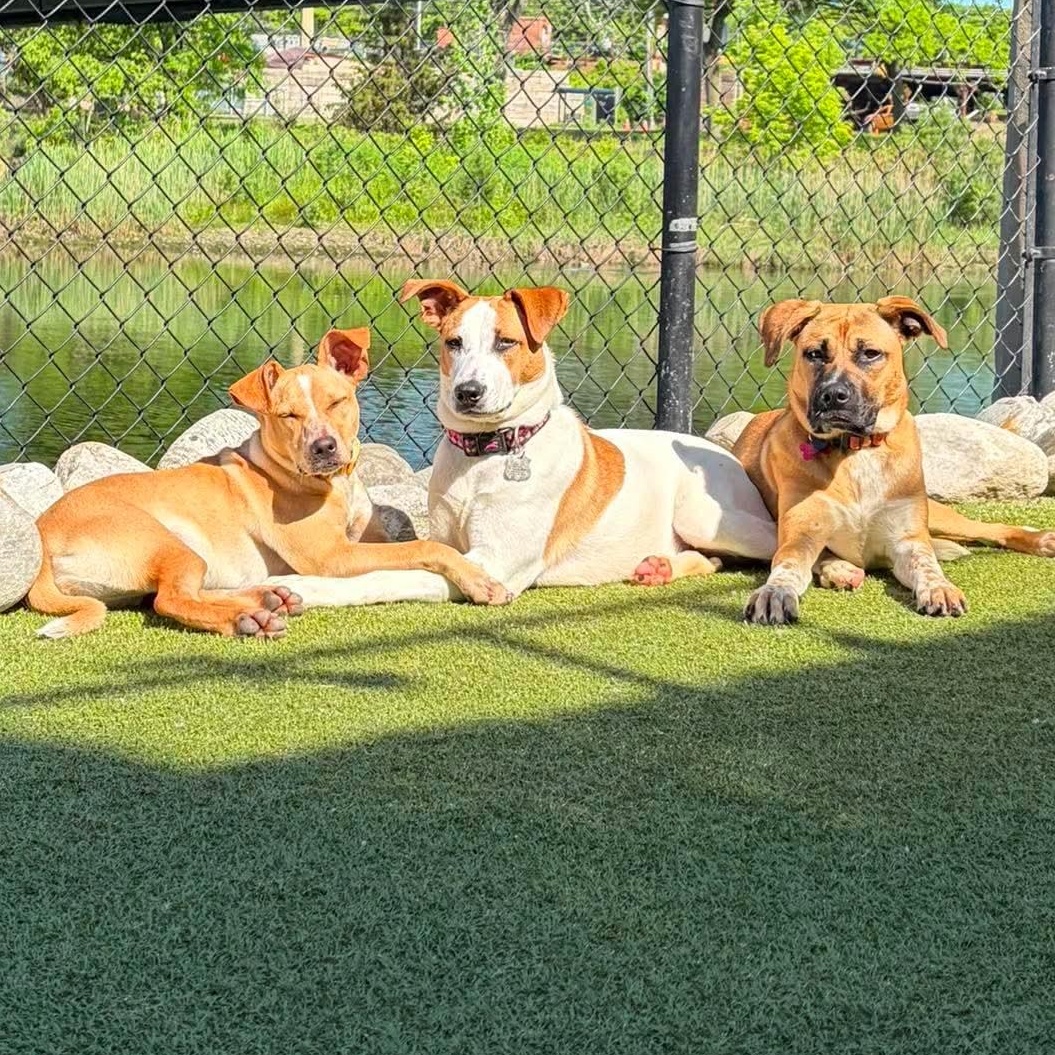 Enlarge Prancer, an adoptable mixed breed in Stamford, CT image 2/6