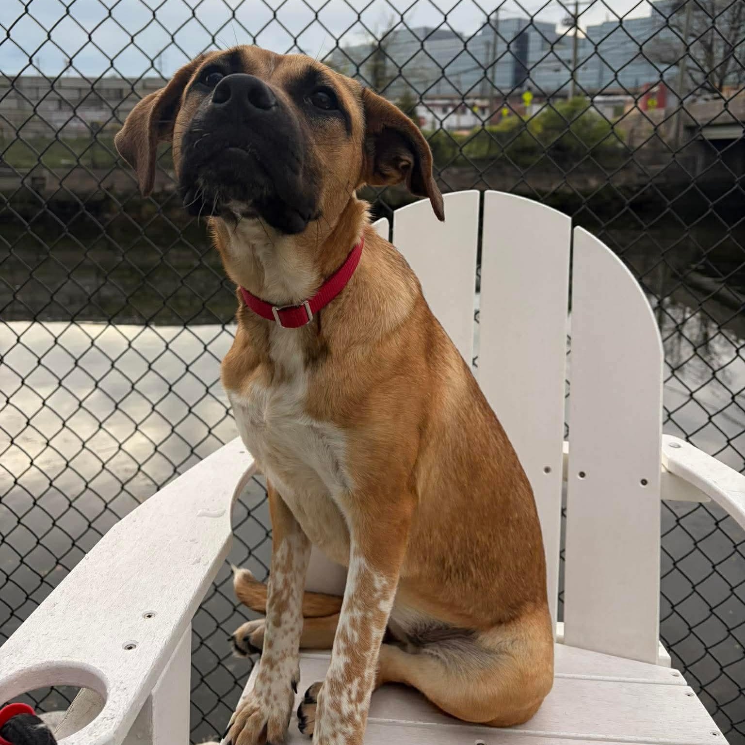 Enlarge Prancer, an adoptable mixed breed in Stamford, CT image 3/6