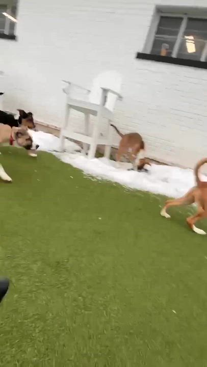 Enlarge Prancer, a ADOPTABLE mixed breed in Stamford, CT video 4/4