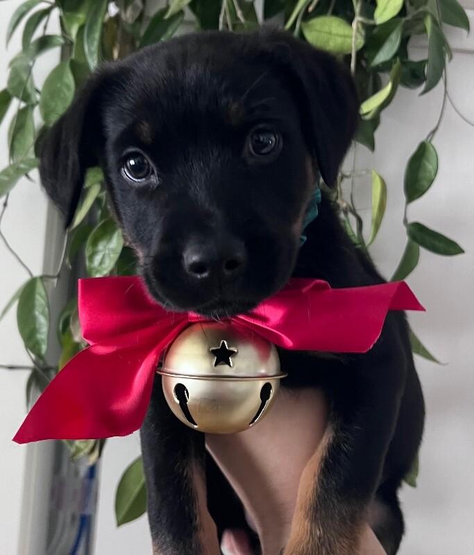 Enlarge Orion, a Adoptable mixed breed in Alma, WI image 1/3