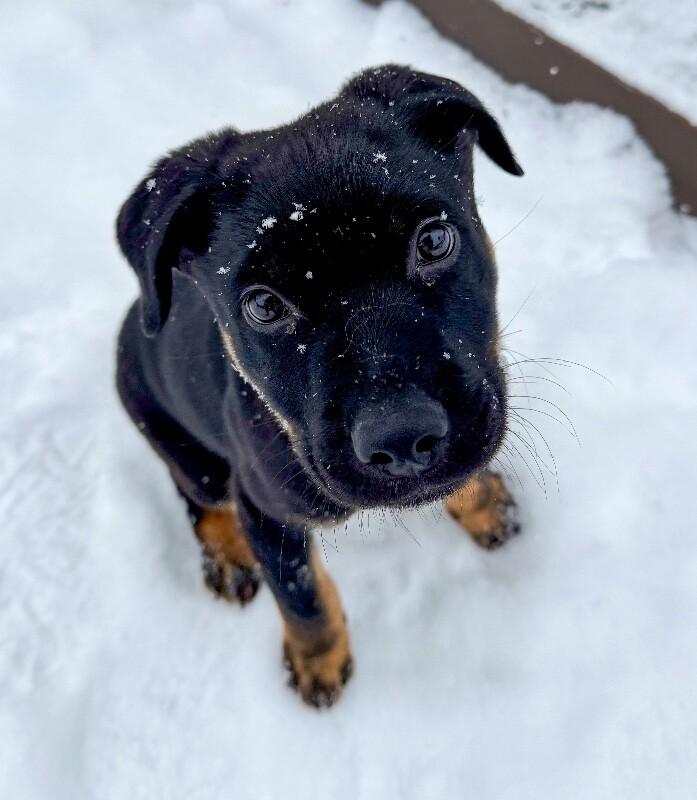 Orion, Adoptable, Young Male Shepherd & Mixed Breed.
