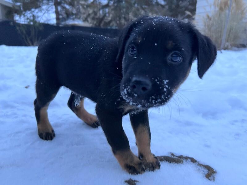 Enlarge Orion, a Adoptable mixed breed in Alma, WI image 2/3