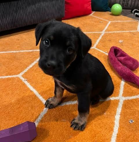 Enlarge Orion, a Adoptable mixed breed in Alma, WI image 3/3