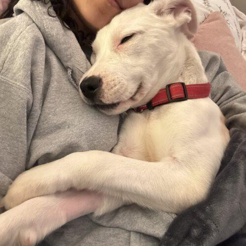 Gambit, Adoptable, Puppy Male Pit Bull Terrier & Shepherd.