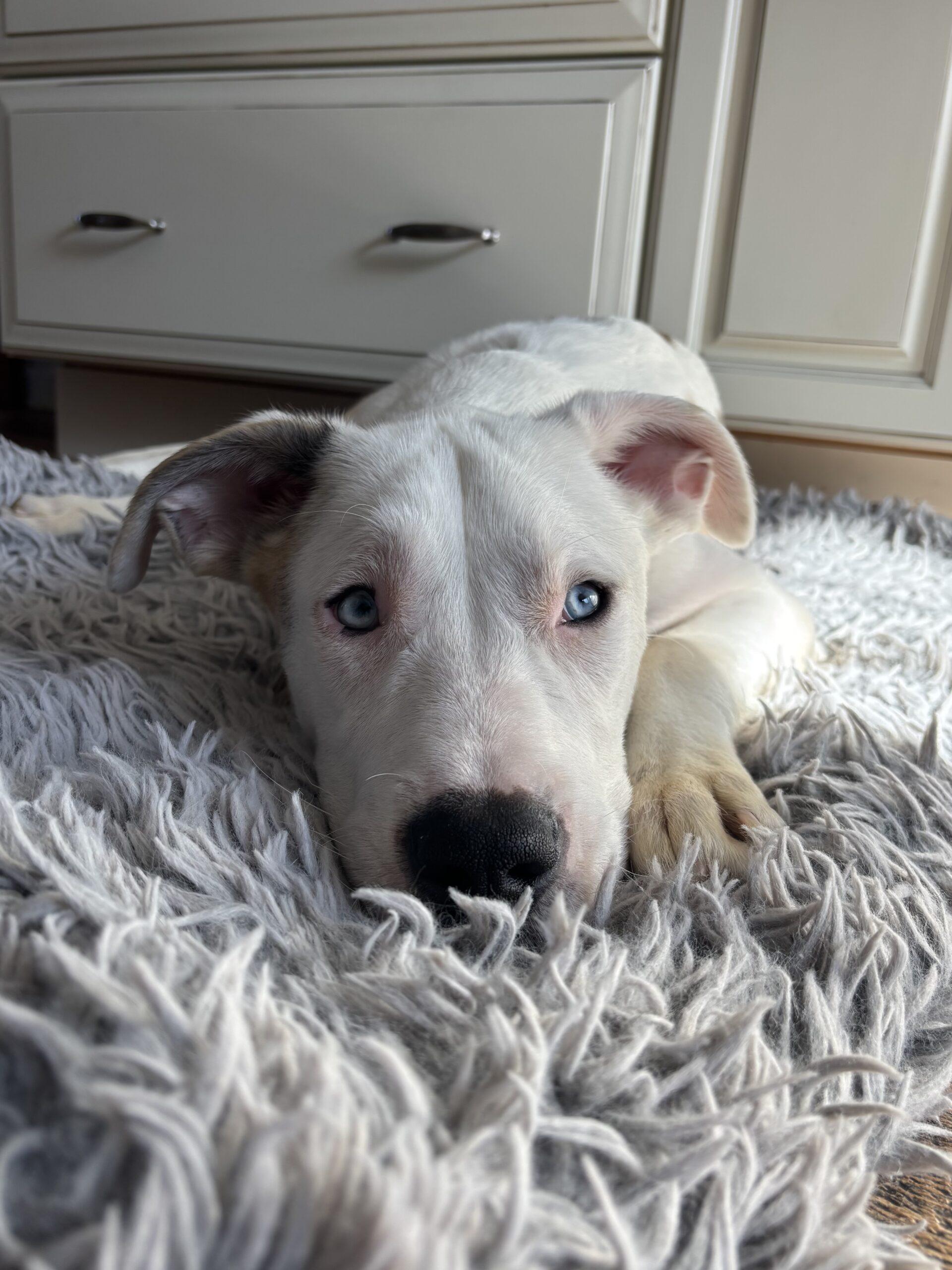 Enlarge Gambit, a Adoptable mixed breed in Clinton, NJ image 4/4