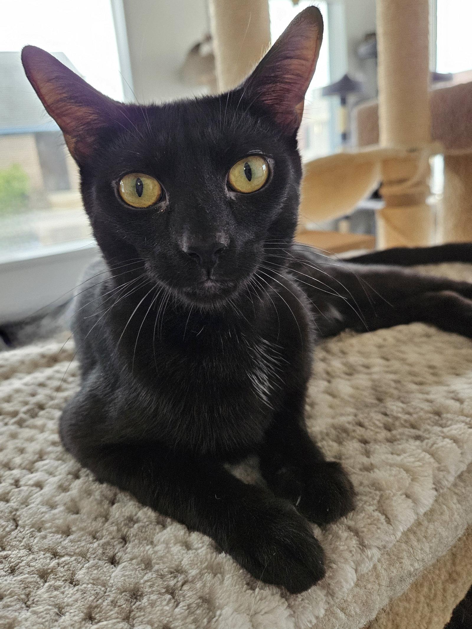 Cosmo, Adopted, Adult Male Domestic Short Hair.