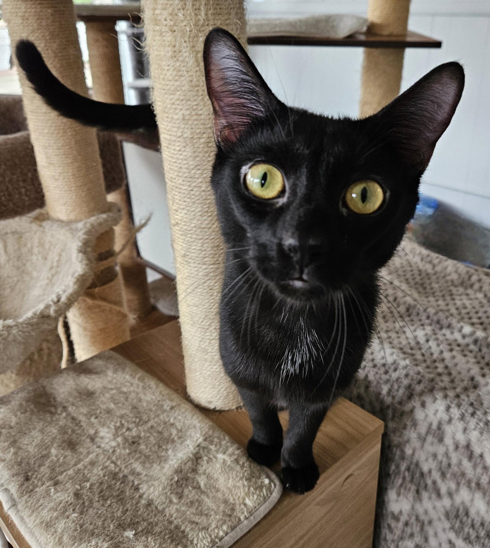 Enlarge Cosmo, a Adopted Domestic Short Hair in Greenfield, IN image 2/3